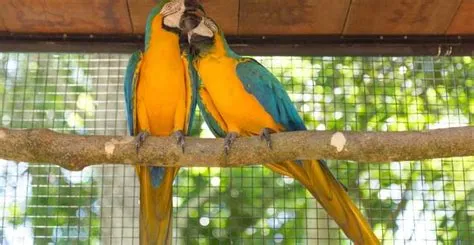 De Conferentie van Iguaçu: Een Ontmoeting van Ideologieën en Ambities in het Braziliaanse Hart